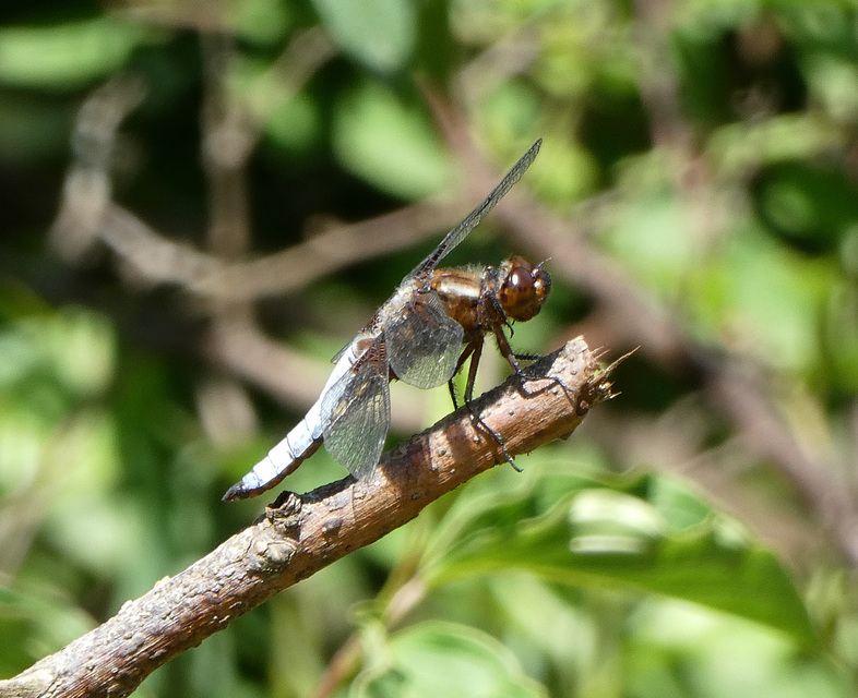 Libellula depressa - széles laposacsa