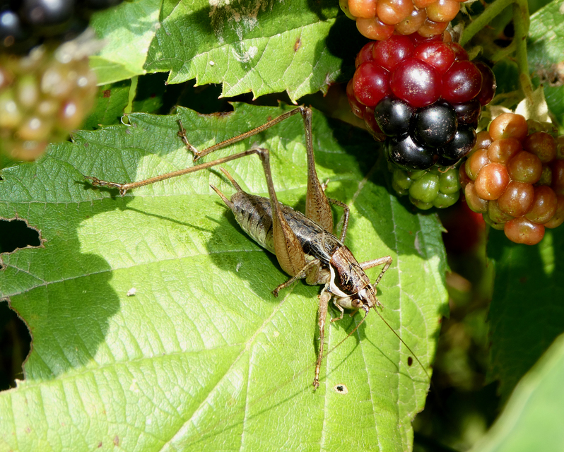 Pachytrachis gracilis - karcsú szöcske