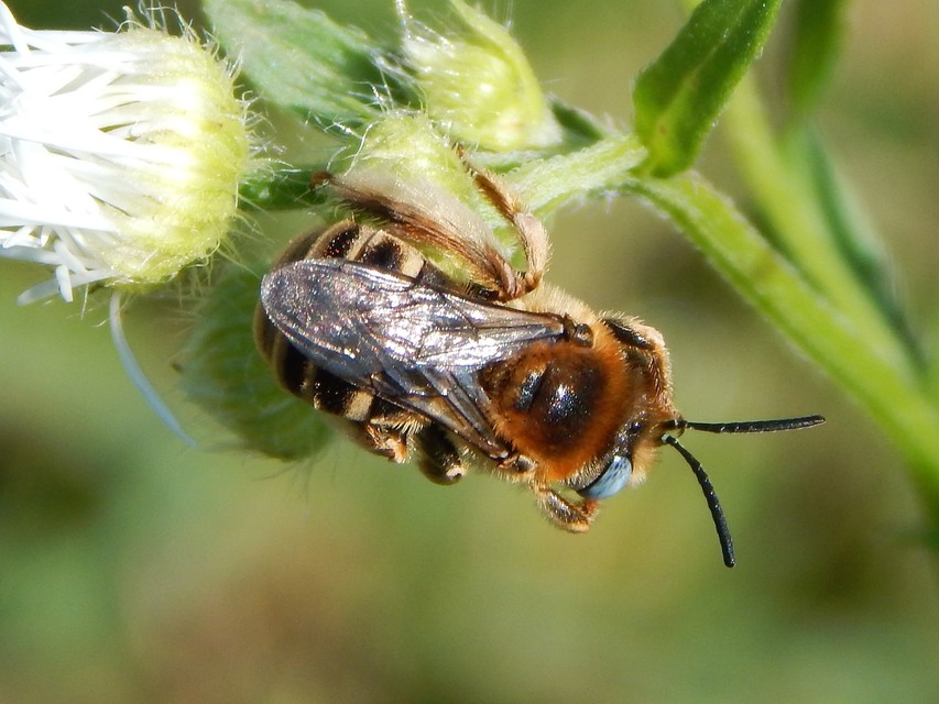 Hymenoptera - Hártyásszárnyúak