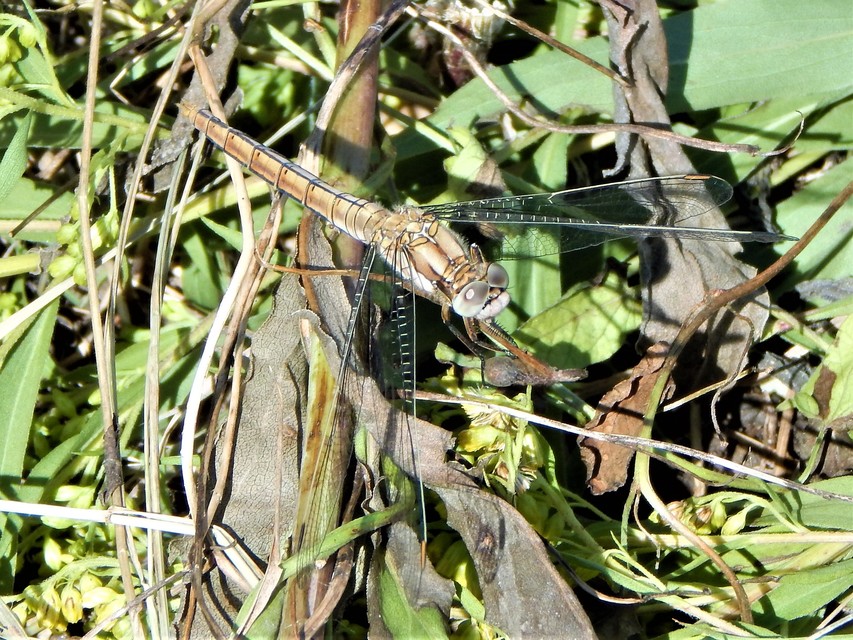 Orthetrum brunneum - pataki pásztorszitakötő