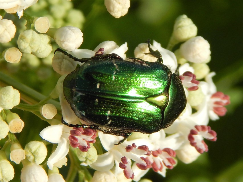 Cetonia aurata - aranyos virágbogár