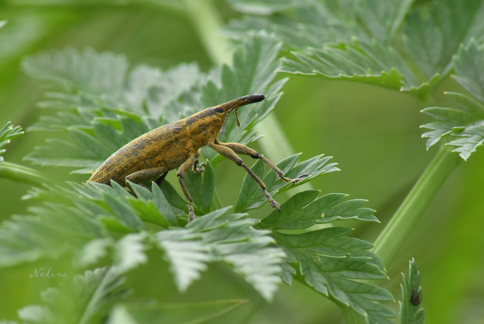 Lixus iridis - bürökfúró dudvabarkó