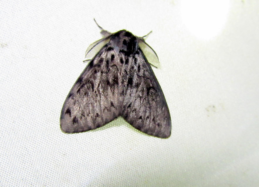 Lymantria monacha - apácalepke