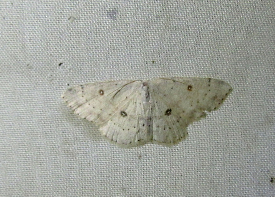 hegyi pettyesaraszoló - Cyclophora albipunctata