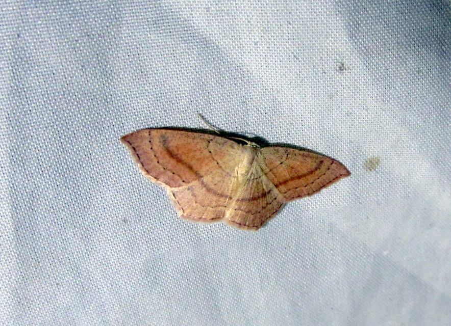 vonalas pettyesaraszoló - Cyclophora linearia