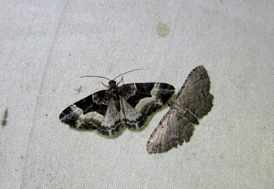 Euphyia unangulata - fogassávú tarkaaraszoló