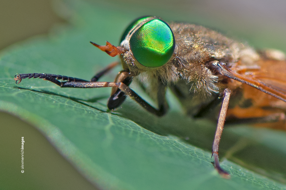 Philipomyia
