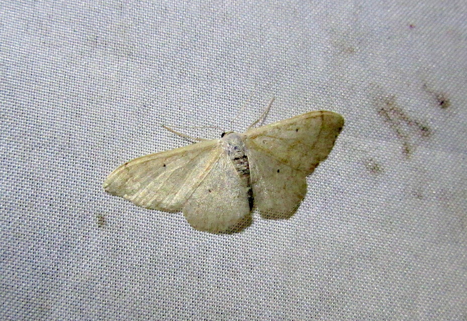 szalmasárga sávosaraszoló - Idaea straminata