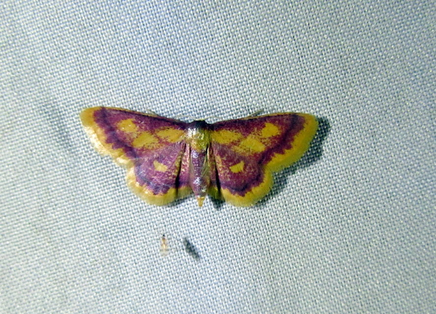 Idaea muricata - mocsári pirosaraszoló