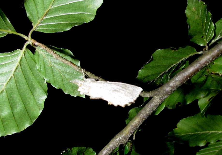 csőrös púposszövő - Pterostoma palpina