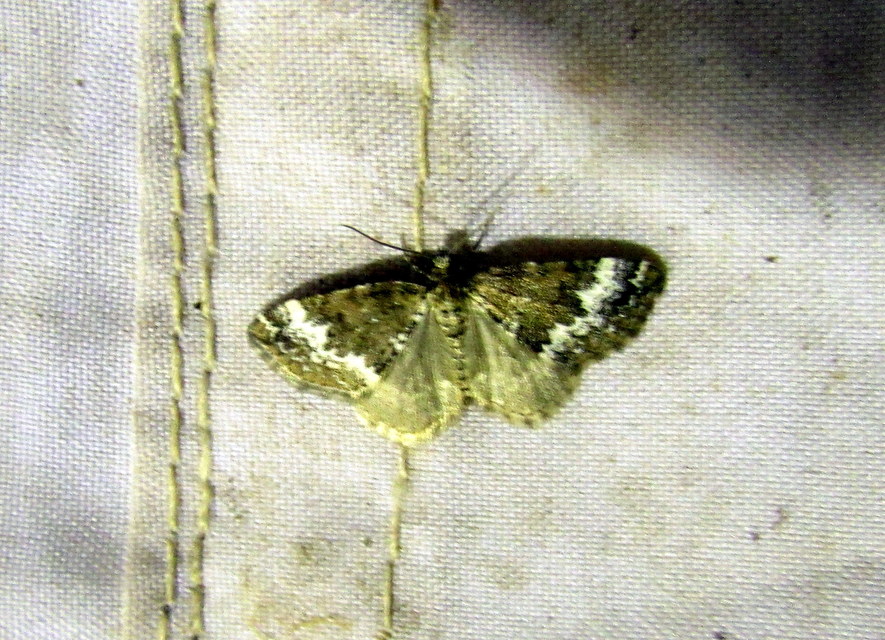 Perizoma alchemillata - árvacsalán-araszoló