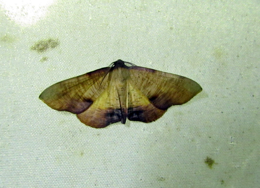 baltaszárnyú araszoló - Plagodis dolabraria