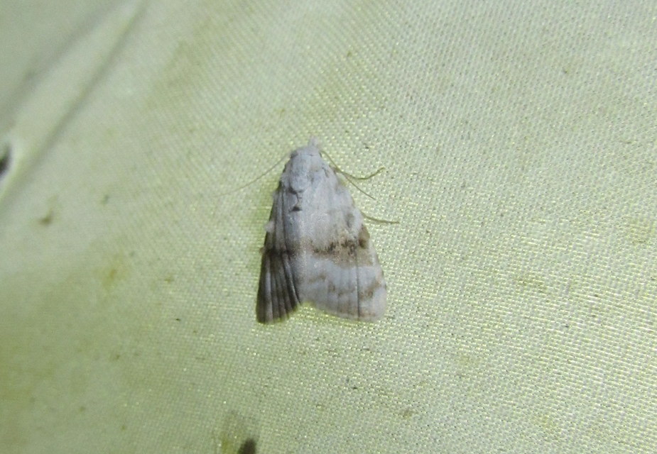 fehér pamacsosszövő - Meganola albula