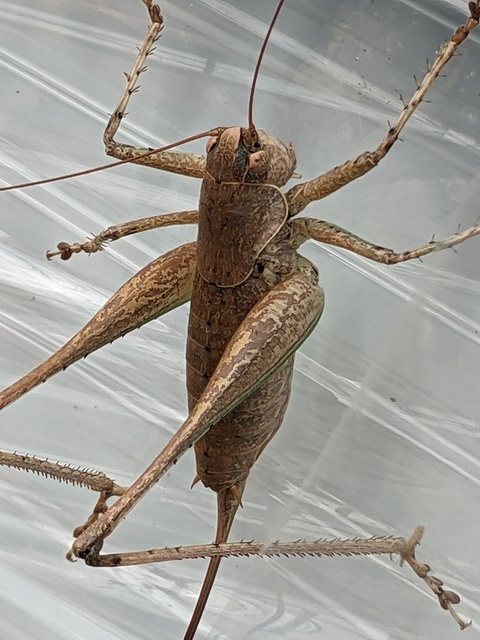 Rhacocleis annulata