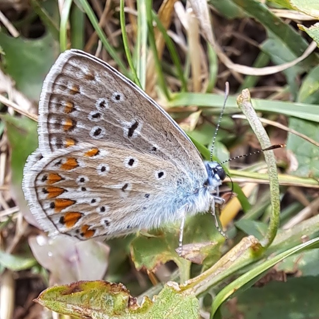 Polyommatus icarus - közönséges boglárka