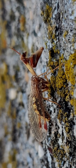Mantispa styriaca - kétszínű fogólábú-fátyolka