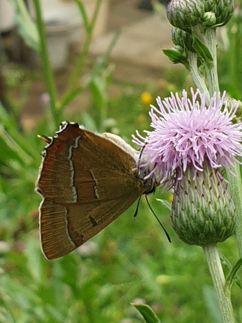 Thecla betulae - nyírfalepke