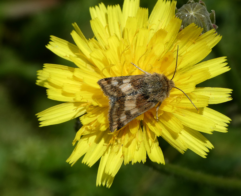Schinia cardui - keserűgyökér-nappalibagoly