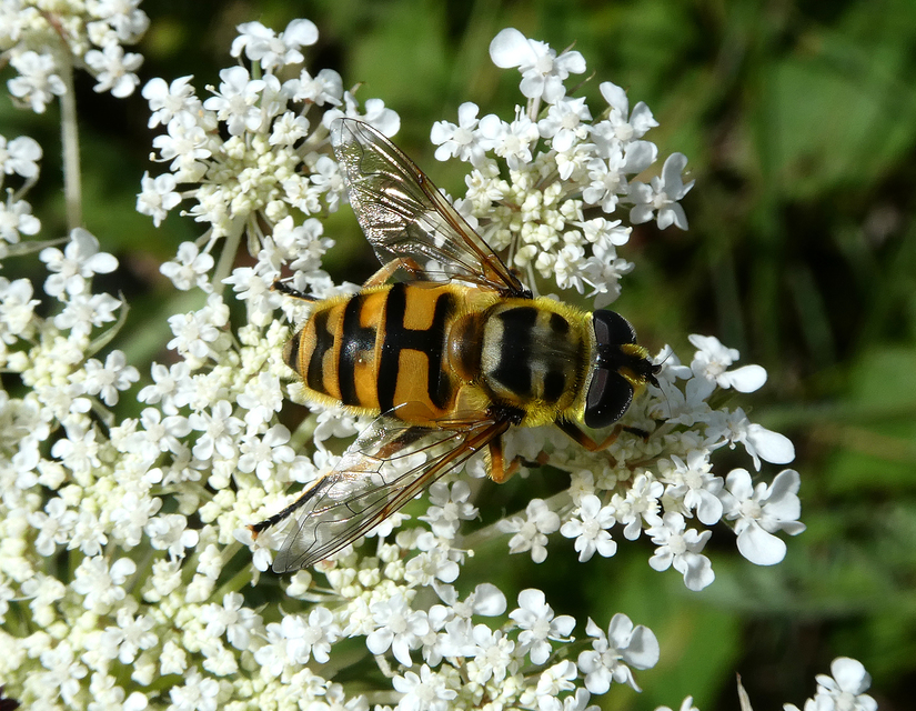 Myathropa florea - halálfejes odúlégy