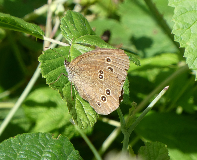 Aphantopus hyperanthus - közönséges ökörszemlepke