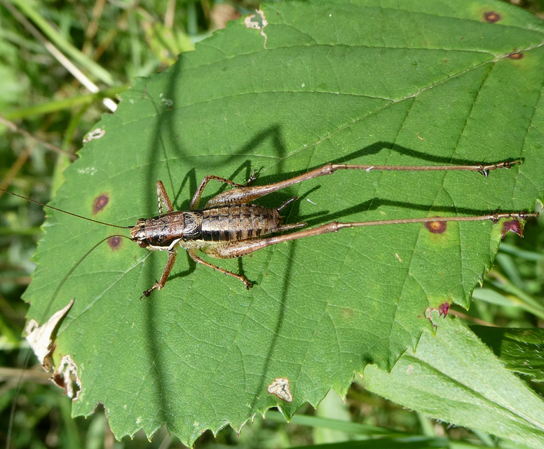 Pachytrachis gracilis - karcsú szöcske