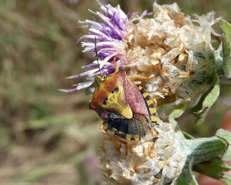 Carpocoris purpureipennis - piros gyümölcspoloska Carpocoris purpureipennis - piros gyümölcspoloska