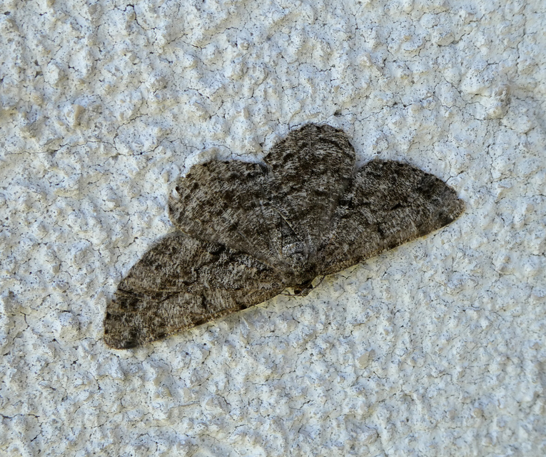 ékköves faaraszoló - Peribatodes rhomboidaria