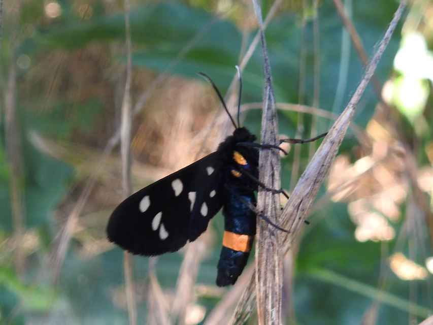fehérpettyes álcsüngőlepke - Amata phegea