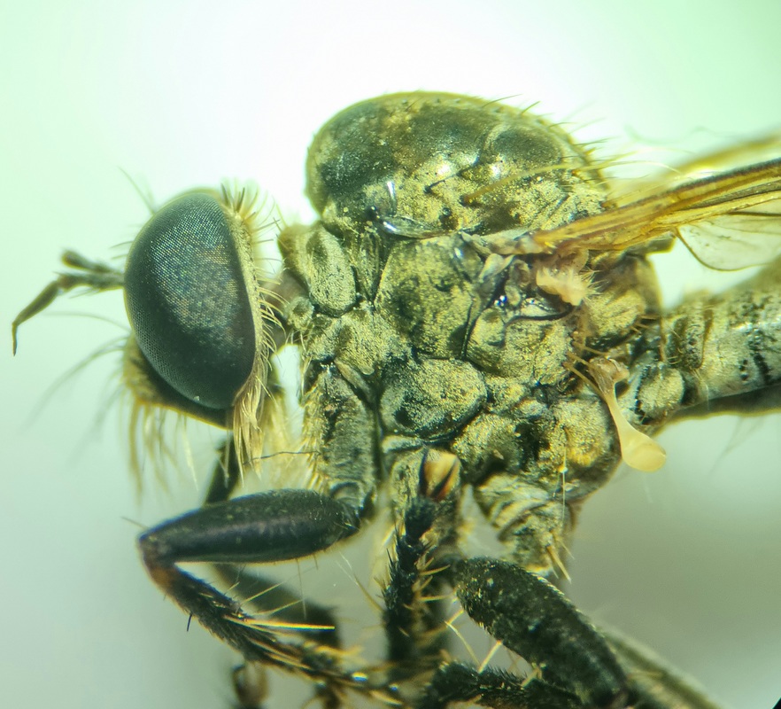 Dysmachus bifurcus