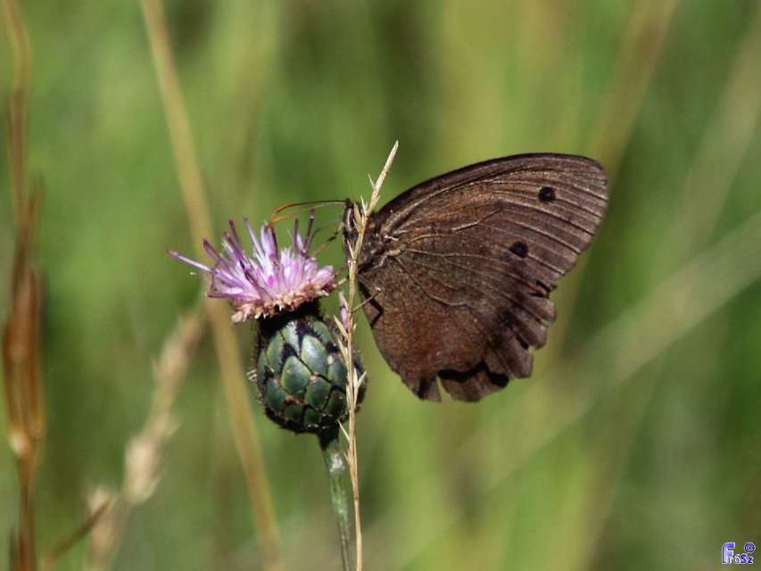 Minois dryas - fekete szemeslepke