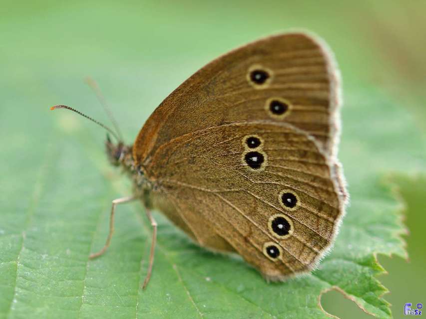 Aphantopus hyperanthus - közönséges ökörszemlepke