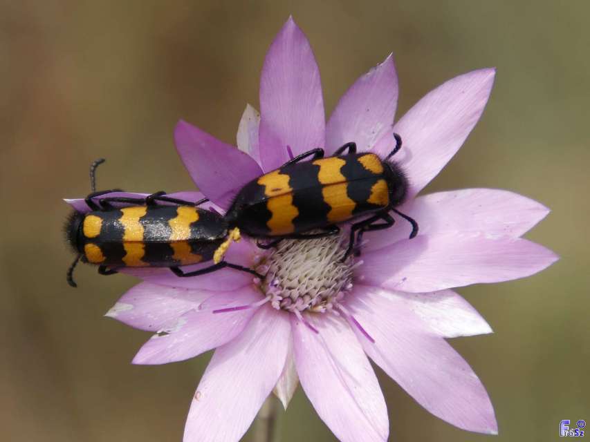 Mylabris variabilis - szalagos hólyaghúzó