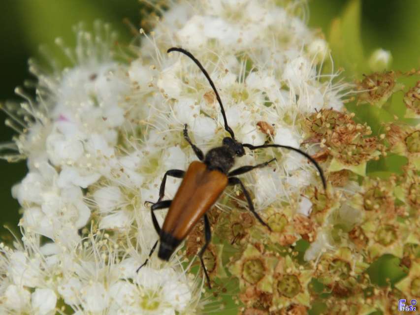 Stictoleptura fulva - vörhenyes virágcincér