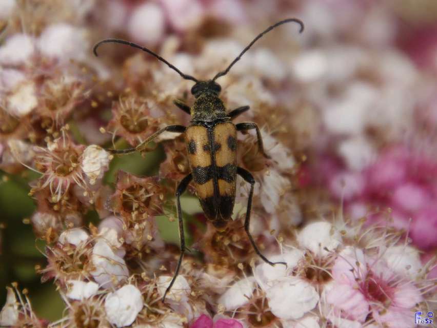 Pachytodes erraticus - rajzos virágcincér