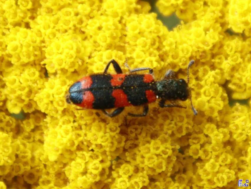 Trichodes favarius - hatfoltos méhészbogár