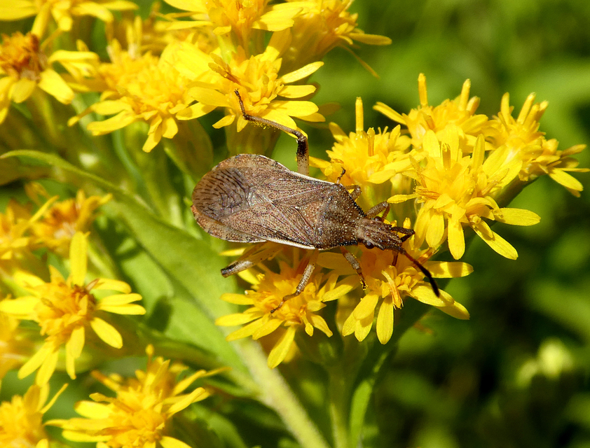 Ceraleptus lividus