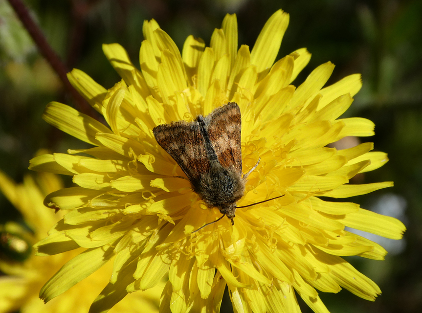 Schinia cardui - keserűgyökér-nappalibagoly