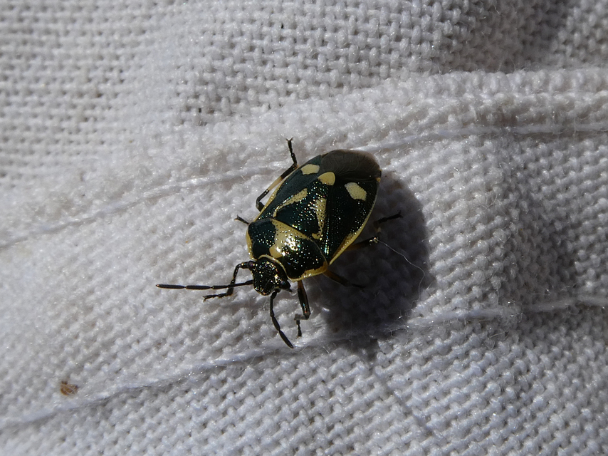 Eurydema oleracea - paréjpoloska Eurydema oleracea - paréjpoloska