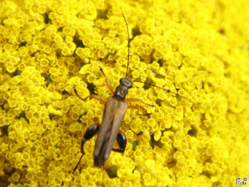 Oedemera podagrariae - székfű-álcincér