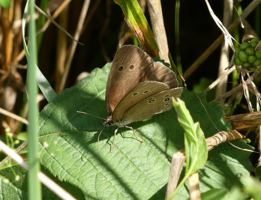 Aphantopus hyperanthus - közönséges ökörszemlepke