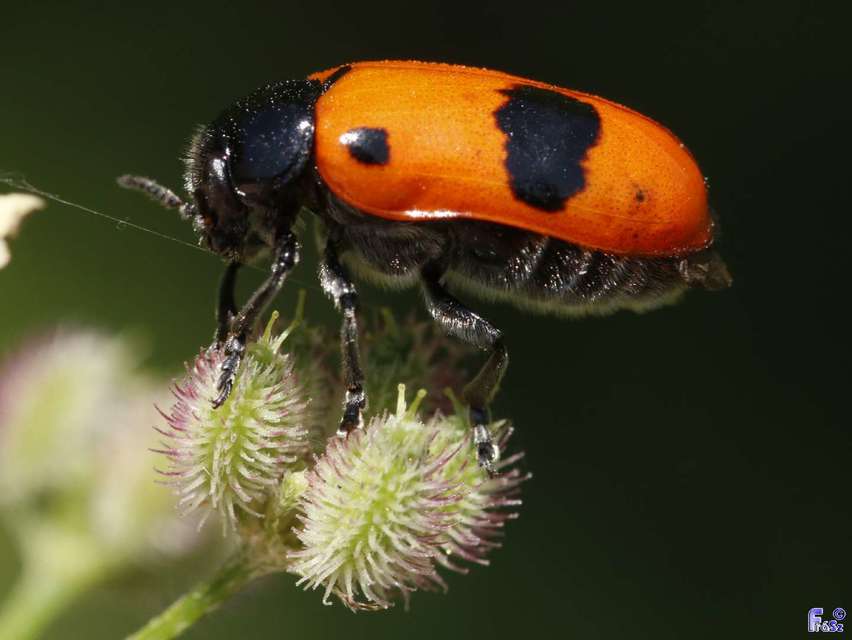 Clytra laeviuscula - fűzfa-zsákhordóbogár