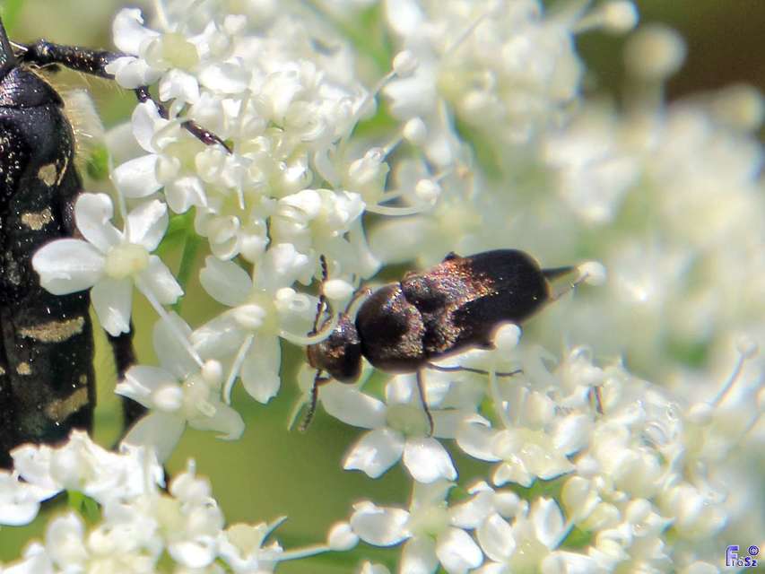Mordellidae - marókafélék