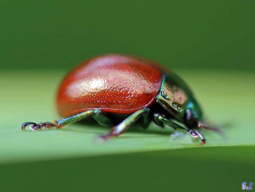 Chrysolina polita - réti mentalevelész