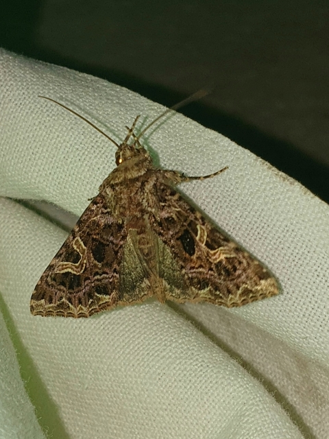 Sideridis rivularis - vörhenyes szegfűbagoly