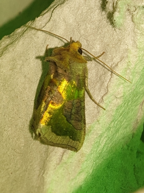 Diachrysia chrysitis - aranybagoly