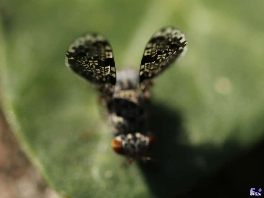 Callopistromyia annulipes - pávalégy