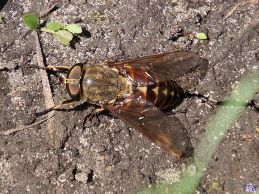 Tabanus