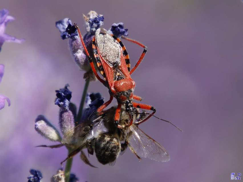 Rhynocoris iracundus - közönséges gyilkospoloska