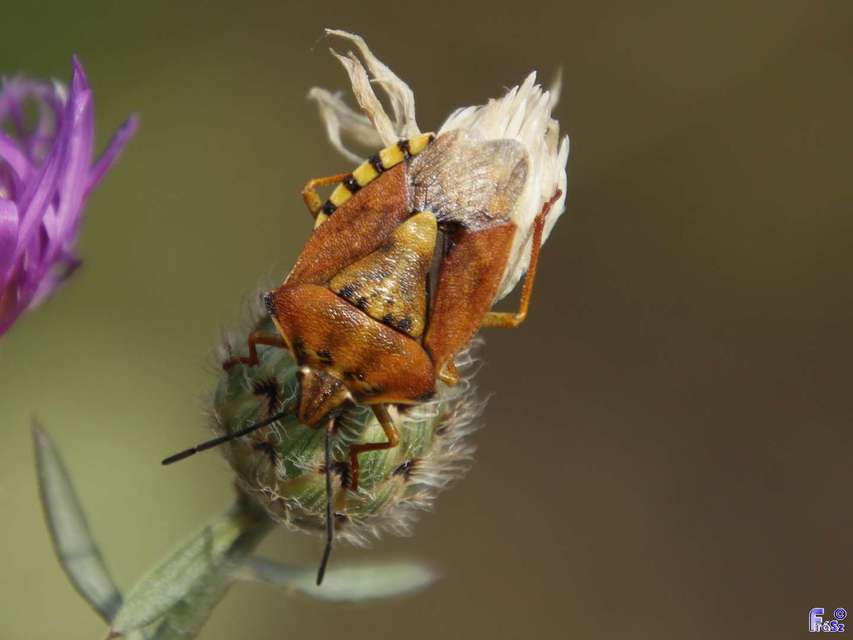 Carpocoris Carpocoris