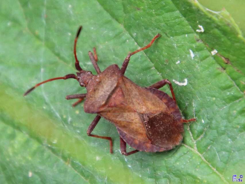 Coreus marginatus - közönséges karimáspoloska